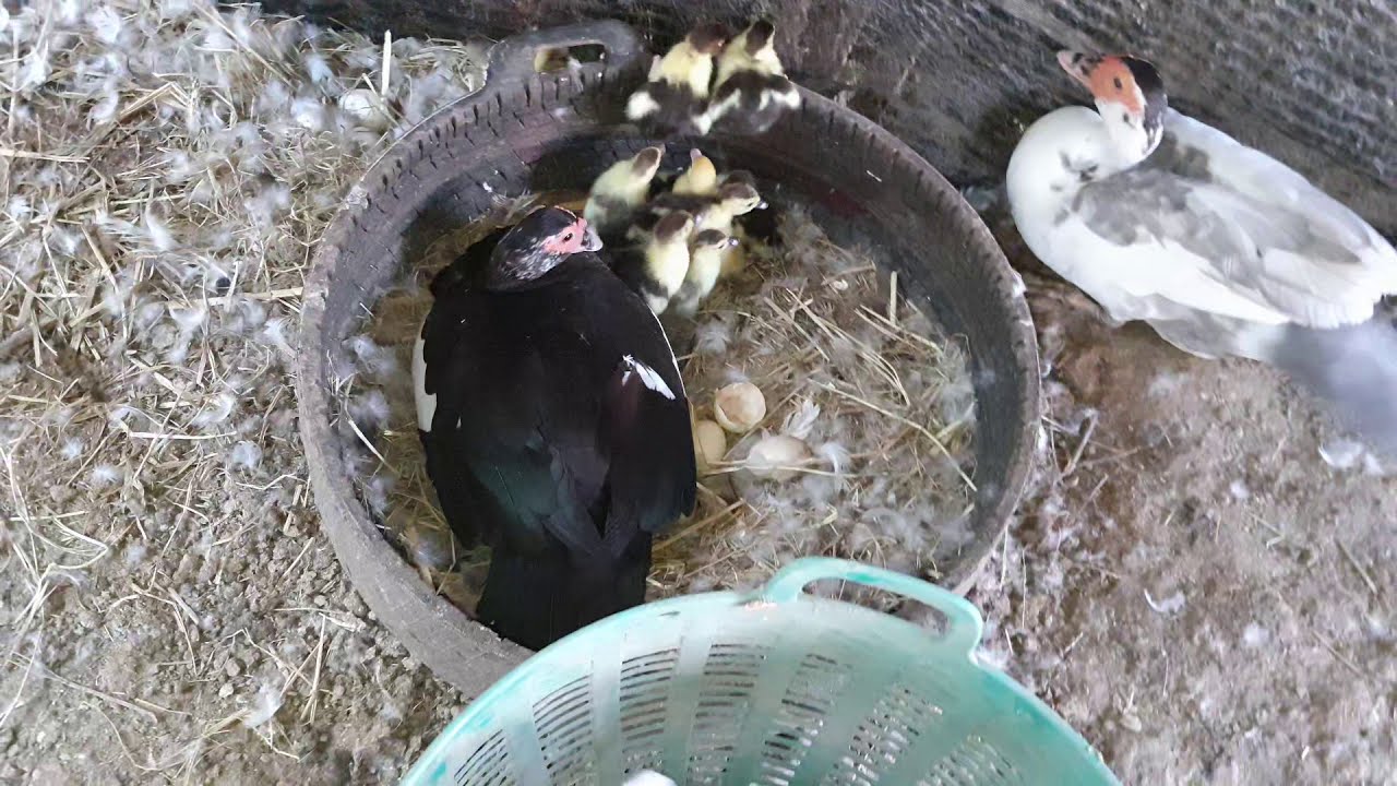 เก็บลูกเป็ดไปอนุบาลกันค่ะ อนุบาลลูกเป็ดรอด 100%