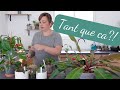 Tous mes PHILODENDRONS | Retour sur le mélange SPHAIGNE et ECORCES de pin | COLLECTION DE PLANTES