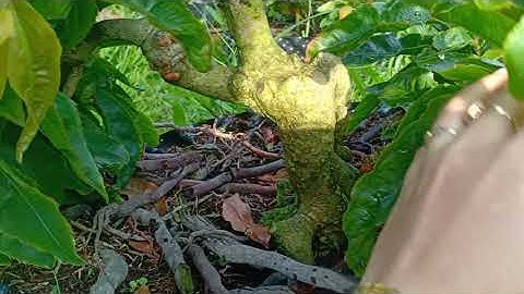 Mai giảo nu, cúc hoàng đế, cúc vạn thọ cánh xoăn 150k- 200k/ cây.( bao ship).0379640642.  9/9/2020