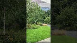 Treapta cu treapta #xeriscape #garden #gradinarit #peisagistica #natura#shorts