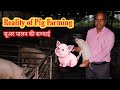 Pig Farming | सूअर पालन | महत्वपूर्ण जानकारी