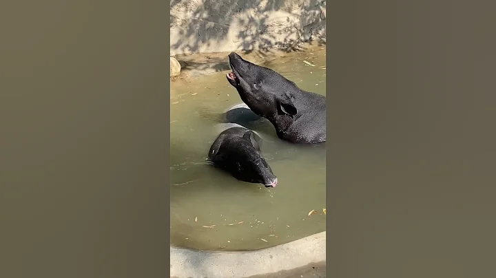 馬來貘下水啦！你認識它嗎？ #animal 【跟着圖爾去旅行】 - 天天要聞