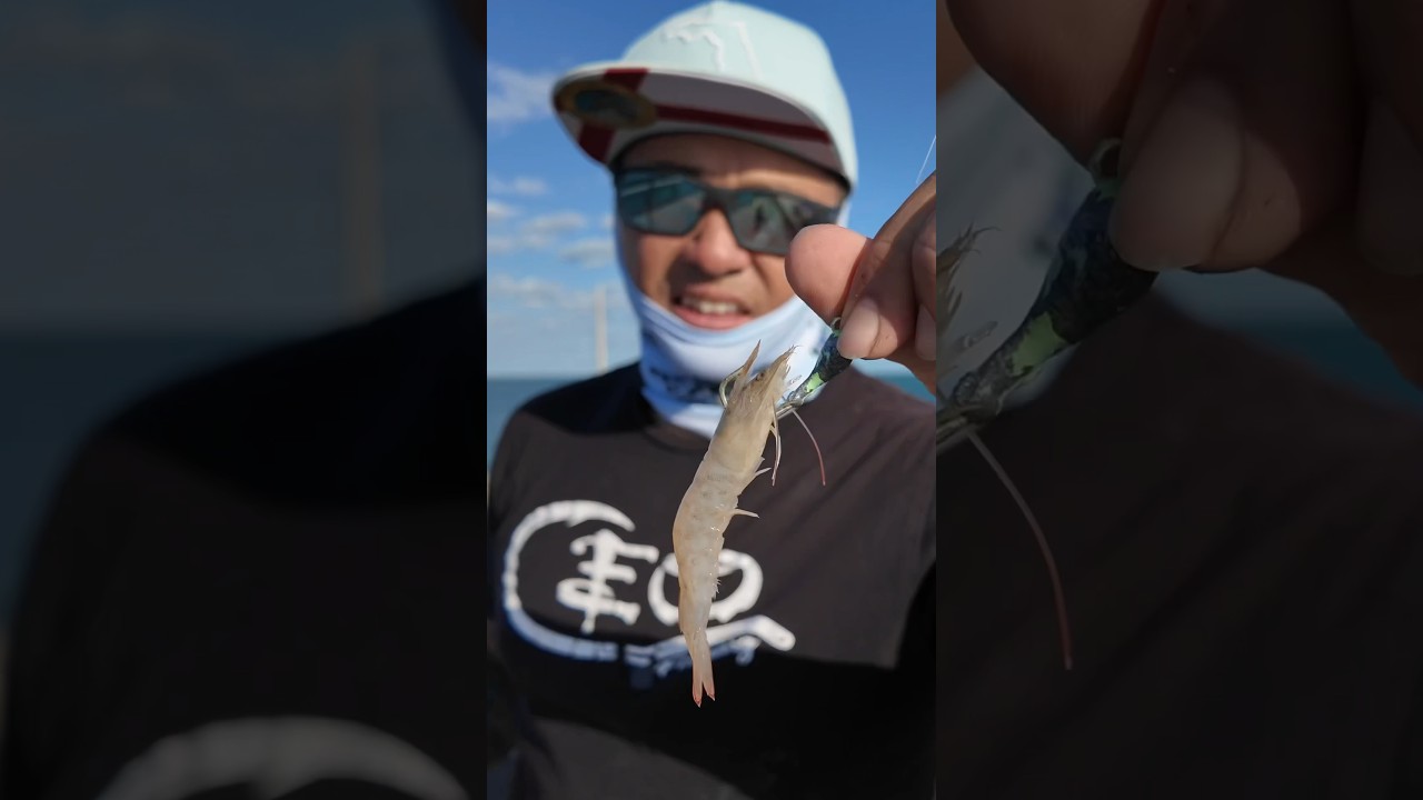 How to Catch Yellow Jack Fast