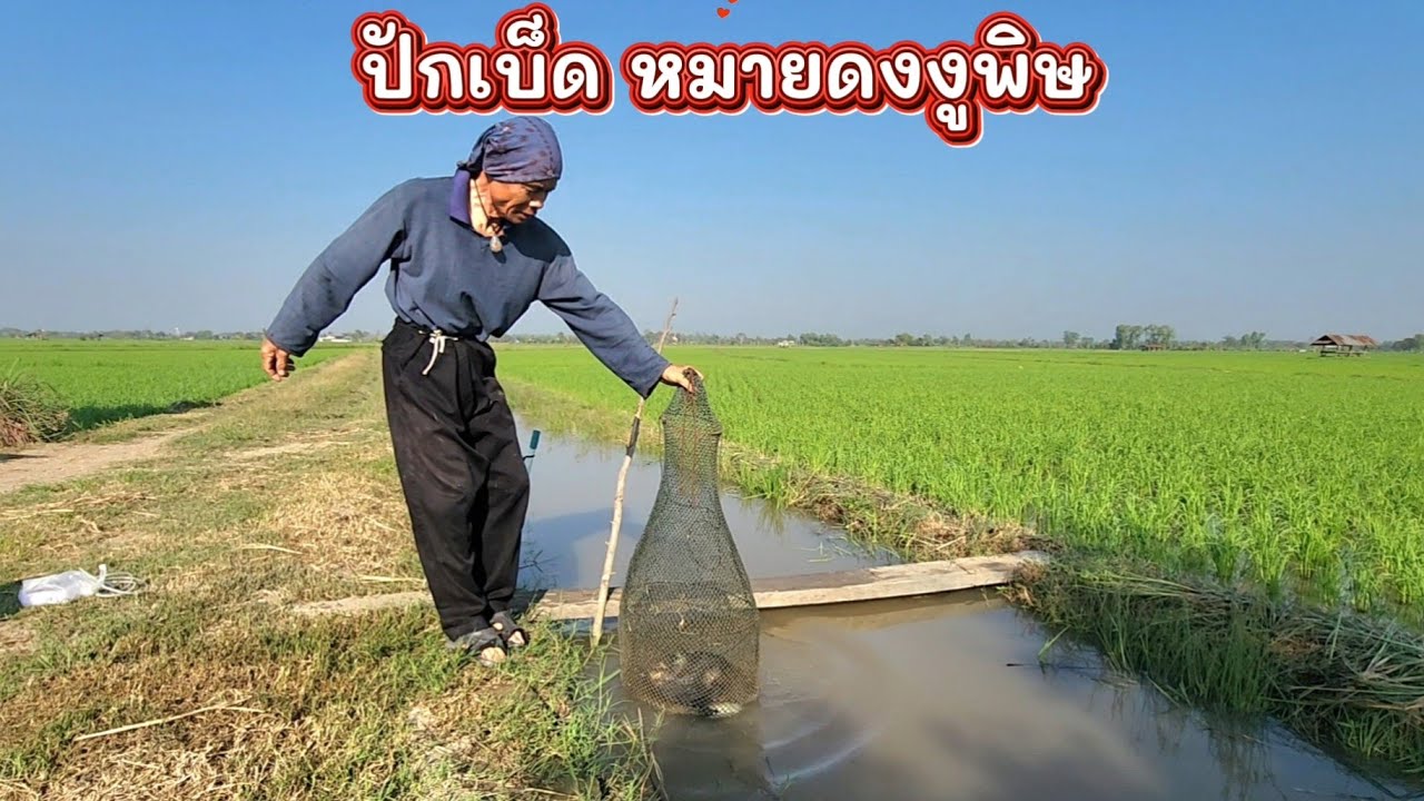 ปักเบ็ด หมายดงงูพิษ 