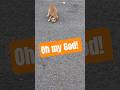 i need take she home 🥺☺️🐈#trending #dog #dogshorts