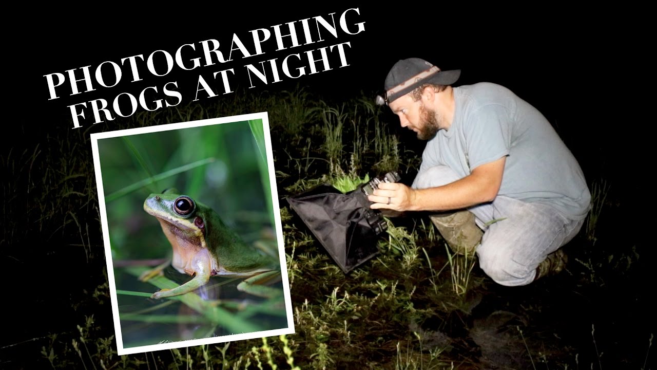 How to Photograph Frogs at Night YouTube