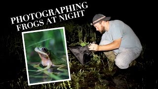 How to Photograph Frogs at Night