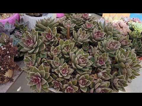 How to propagate Sedum ebracteatum. I replanted my ebracteatum bowl #SummerOfGoals