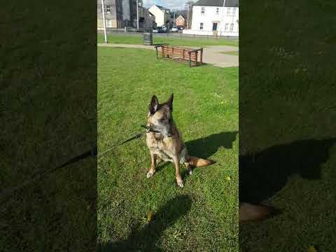 Видео: police | Belgian malinois