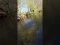 Small Browntrout – big fight 🎣 #BrownTrout #FlyFishing #Fishing #CatchAndRelease #Shorts