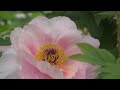 「當麻寺中之坊」*書籍「當麻寺の365日」物販時の特典DVDより
