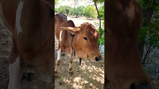 beautiful hide baby cow ?shortsyoutubeviralmukhrapunjabda®√