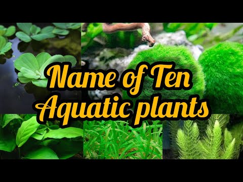 Name of top 10 Aquatic plants