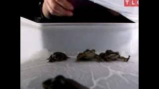 Download lagu Understanding: Frozen Frogs Come to Life