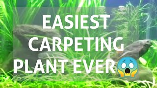 Easiest Carpeting Plant Ever!! |Dwarf Saggitaria Aquarium Plant