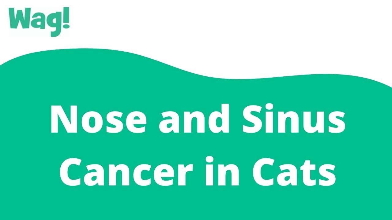 Nose and Sinus Cancer in Cats | Wag!