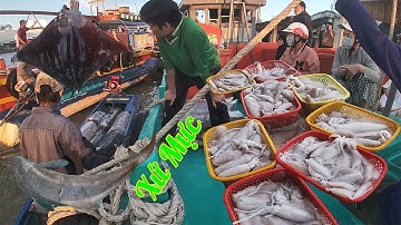 Cửa Biển Khánh Hội, Tàu Tải Khơi Vô Nhiều, Quá Trời Mực Lớn Lá | Câu Mực Biển Tây #200