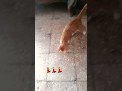 بيسو المشاكس مابخلي ميشا تلعب