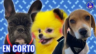 ¿Cuál es el MEJOR PERRO del género Urbano? | EN CORTO