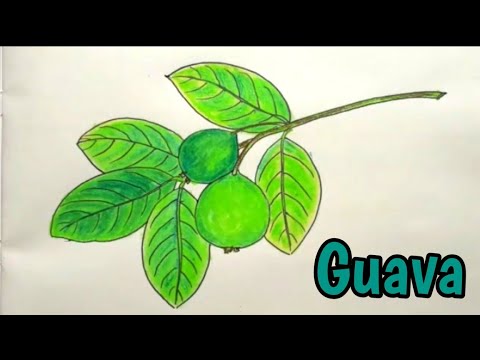 Drawing Of Guava : Guava Guaiava | Cartrisdge Wallpaper