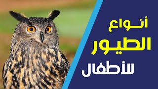 أنواع الطيور للأطفال | أصوات وأسماء وأشكال | HD