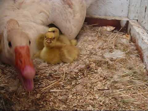 HOMESTEAD LIVESTOCK - The Goslings Have Hatched
