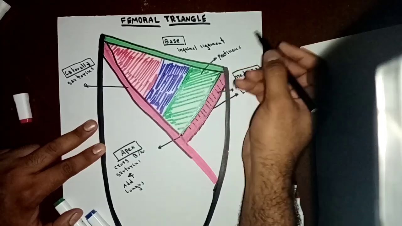 Femoral Triangle part I of II By Ahmed Belhaj