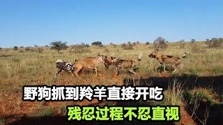 野狗进食有多残暴？抓到羚羊直接活吃，疣猪在家门口就被“分尸”【张叫兽说兽】