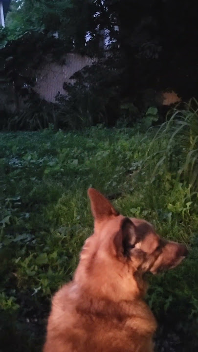 Bobbie looks out into the yard she likes sitting there and just #thenightsitter .