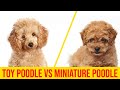 Toy Poodle vs Miniature Poodle 7 Major Difference You Didn't Know