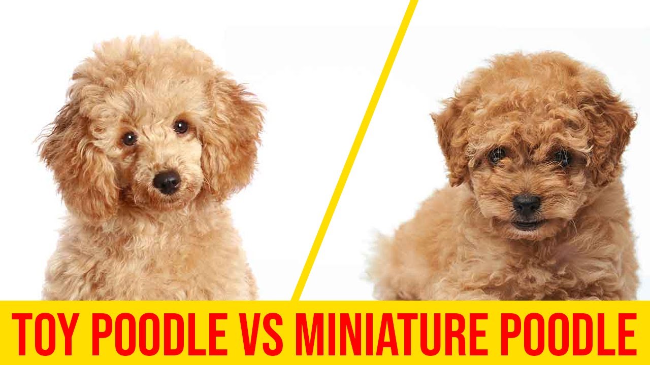 Toy Poodle - Funny Poodles - Poodle Puppy -  Cute Poodle – Poodle Video Compilation #1