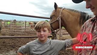 Working Dutch Horse Training
