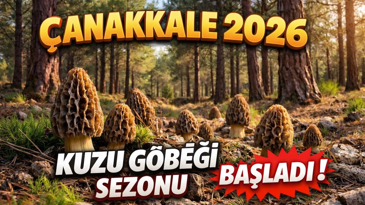 Yeni Kuzugöbeği Çanakkale 2026 Başlangıç 