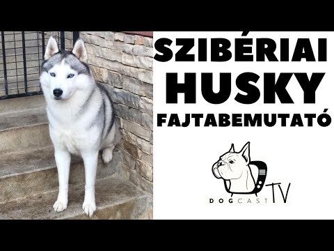 Videó: Szibériai Husky