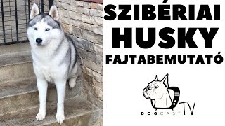 Szibériai Husky kutya fajta! Fajtabemutató  DogCast TV!