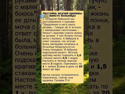 настойка жгучей крапивы вместо больницы #здоров #здоровье #медицина #народнаямедицина #здоров