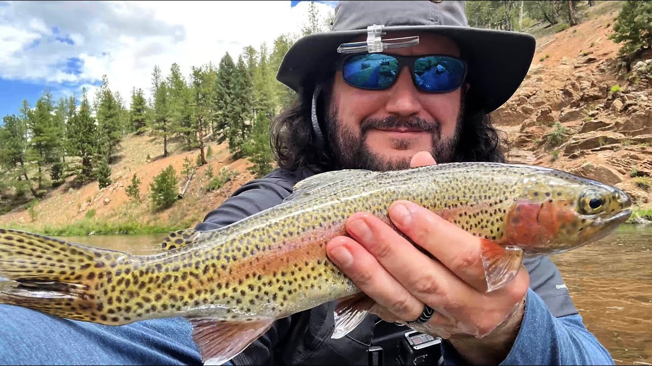 Same spot - dry flying - Rainbow Trout - Peter's catch