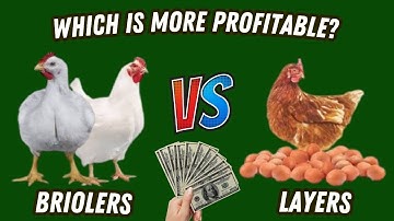 Broilers vs. Layers: Which Is More Profitable?