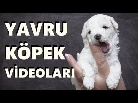 Yavru Köpek Videoları 🐶 Köpek Sesleri