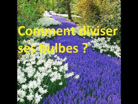 Vidéo: Division des plantes à bulbes - À quelle fréquence dois-je diviser les bulbes dans le jardin