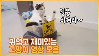 귀엽고 재미있는 고양이 영상 모음
