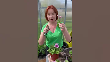 Шар из петунии