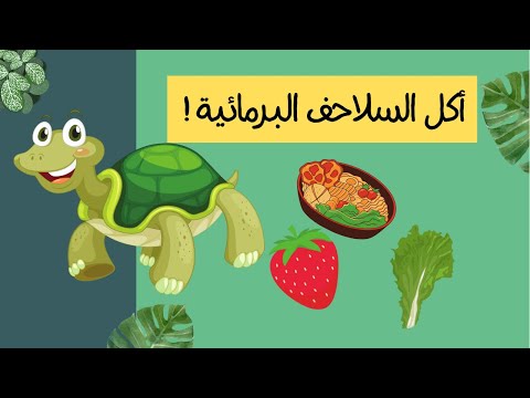 فيديو: هل تأكل السلاحف المنزلقة؟