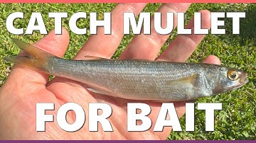 Mullet are the BEST BAIT - easy to catch like this