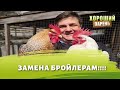 Бресс-гальская или Билефельдер каких кур лучше завести на мясо