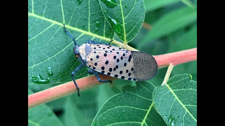 What spotted lanternfly means for beekeepers with ...