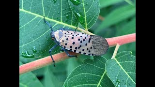 What spotted lanternfly means for beekeepers with Dr. Robyn Underwood by Michigan State University Beekeeping 1,714 views 1 year ago 47 minutes