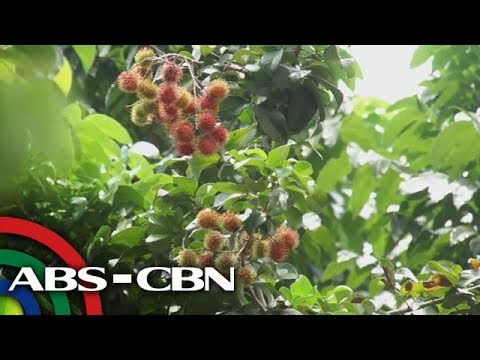 Video: Paano mo aalisin ang balat mula sa inihaw na mga kastanyas?