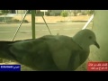 ضيقت صدري يا حمام الدار ضيقت صدري يا حمام الدار