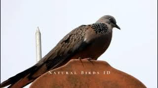 Suara burung Derkuku / tekukur di Alam Liar || Saut sautan kuk kuk dari Atas genteng ( part 1 )